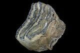 Southern Mammoth Molar Section - Hungary #123658-2